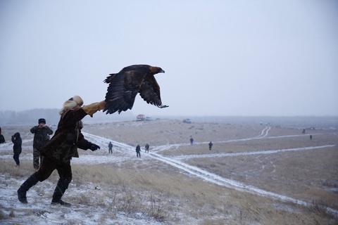 Бүркітшілер байқауы мәресіне жетті (ВИДЕО)