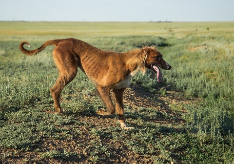 Астанада құмай тазылардың байқауы өтеді