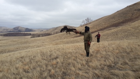 Ерейментауда бүркітшілердің оқу-жаттығу жиыны ұйымдастырылды