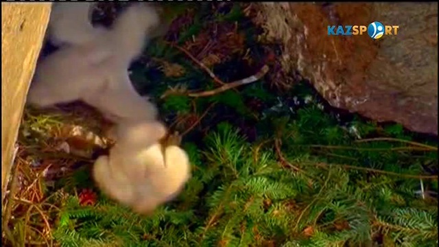 "Қыран құс қиқуы". Деректі фильм