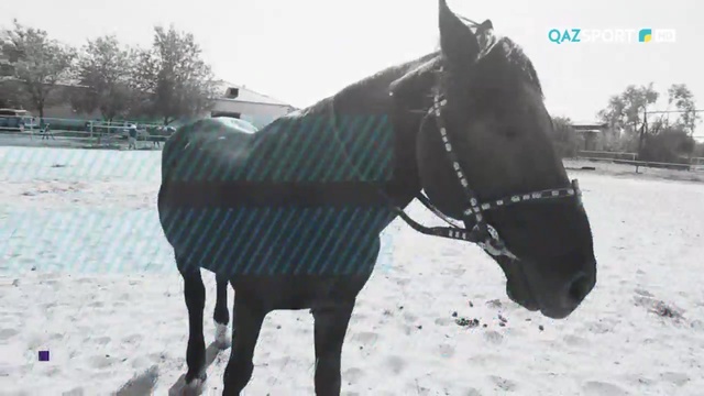 «СӘЙГҮЛІК СЫНЫ». Бүркіт