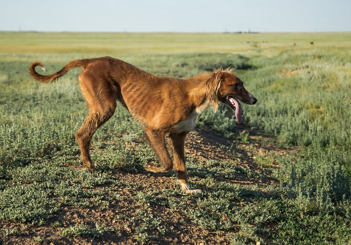 Астанада құмай тазылардың байқауы өтеді