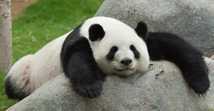 Футболдан Әлем чемпионатының ойындарына панда болжам жасайды