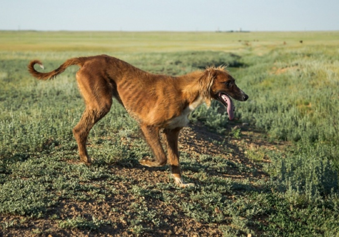 «Балқарағай» демалыс кешенінде құмай тазылардың байқауы өтті