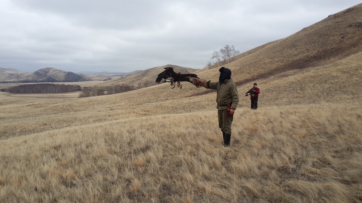 Ерейментауда бүркітшілердің оқу-жаттығу жиыны ұйымдастырылды