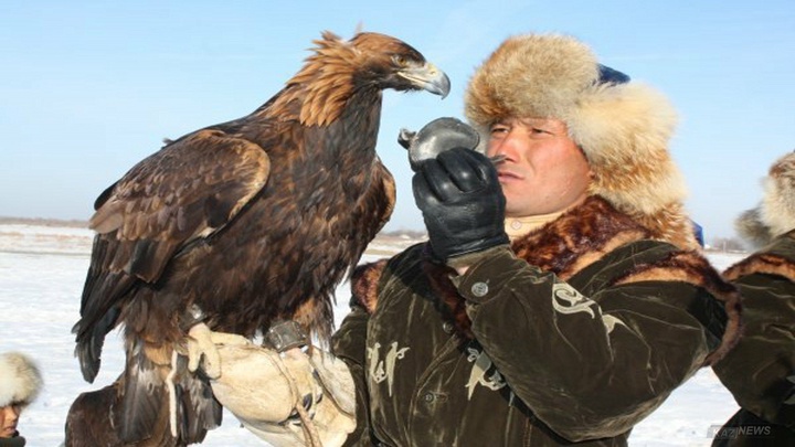 Құсбегілердің қырандарына чип орнатылып жатыр